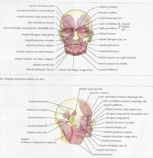 Masaż - mięśnie czaszki.jpg