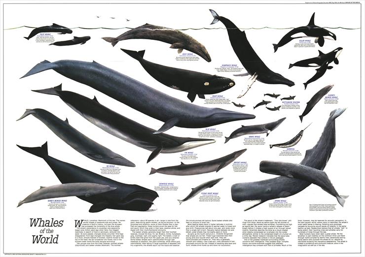 Zwierzęta - Great Whales of the World 1976.jpg