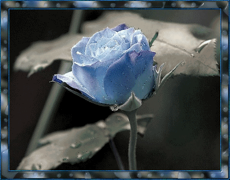 ruchome gifki kwiaty - ros045.gif