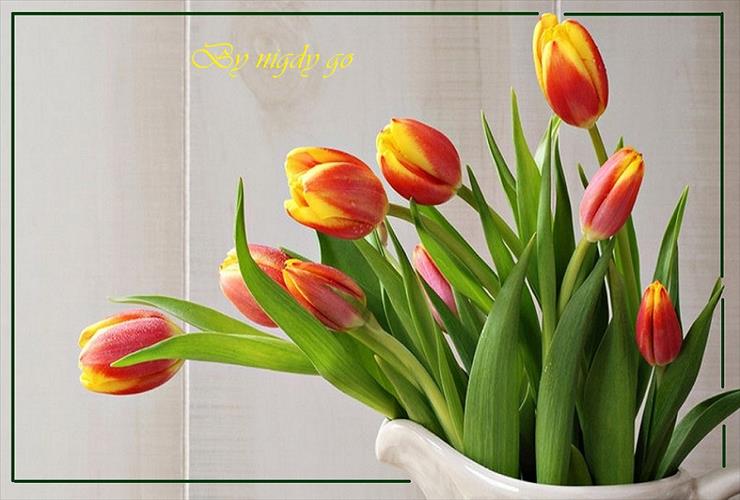 Tulipany - 9.jpg