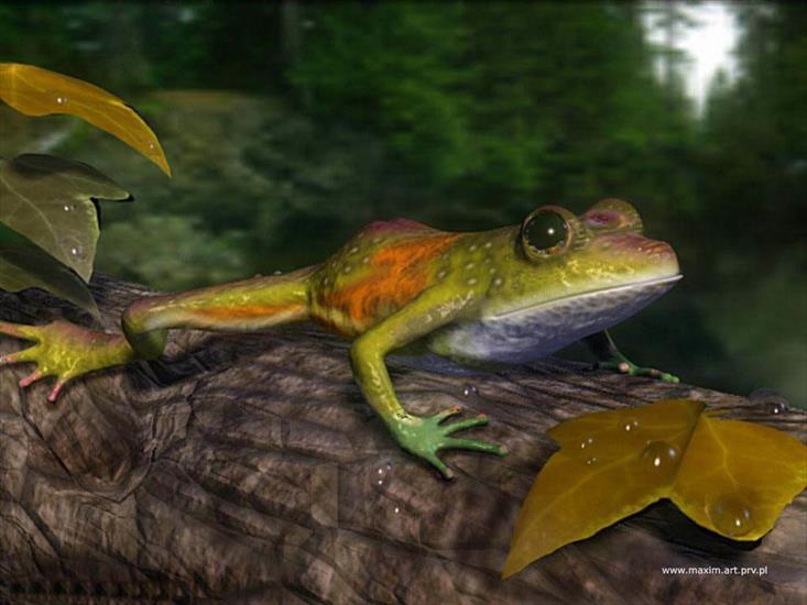 gify żaby - 3D 053.jpg